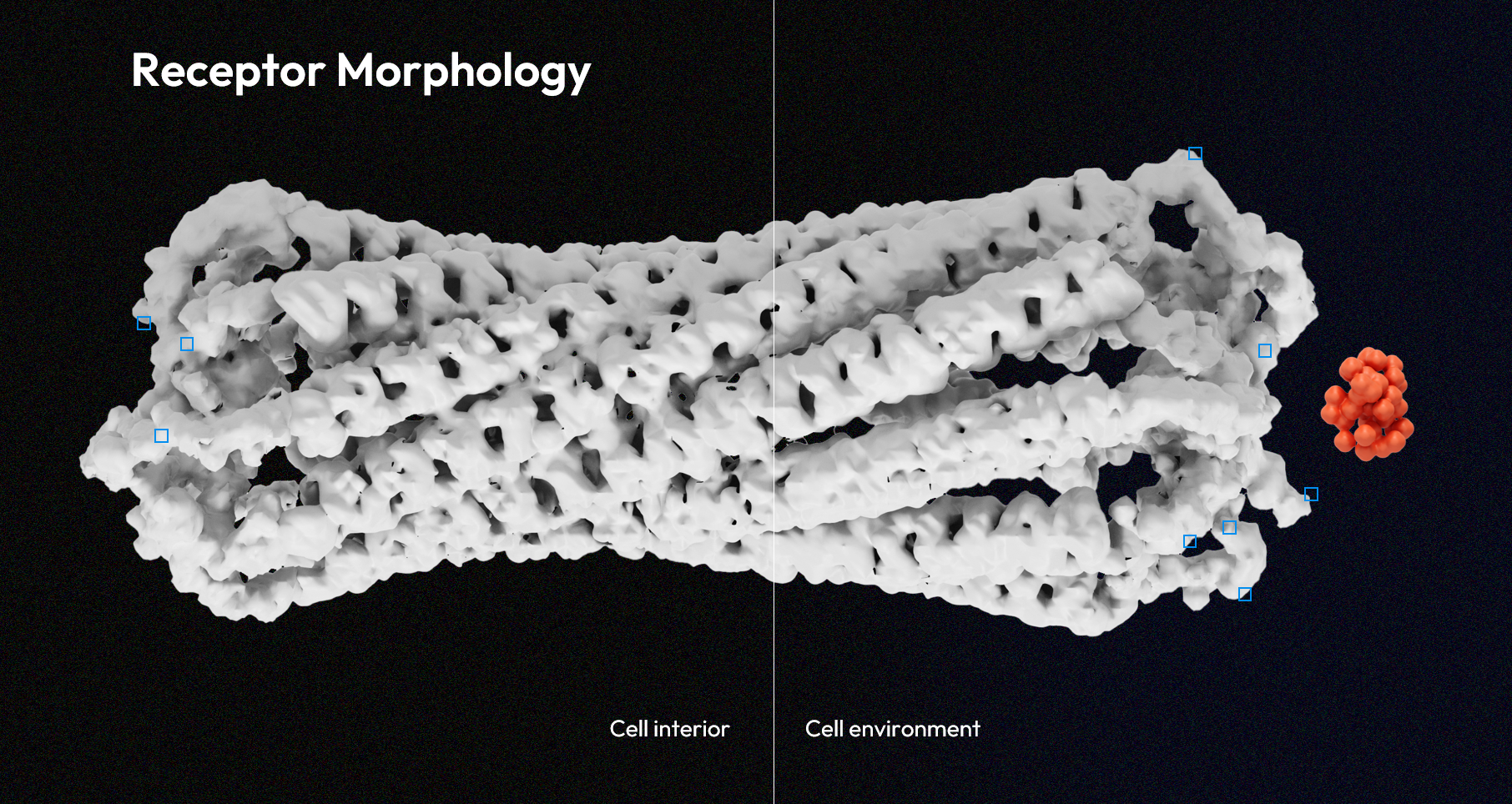 Receptor morphology illustration showing the cell interior, cell environment, and an orange molecular cluster.